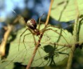 /album/linyphiidae/linyphia-triangularis-jpg/